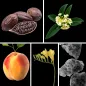 Preview: Duftnoten: Kakao, Osmanthusblüte, Pfirsich, Fresie, Moschus Preview: Duftnoten: Kakao, Osmanthusblüte, Pfirsich, Fresie, Moschus